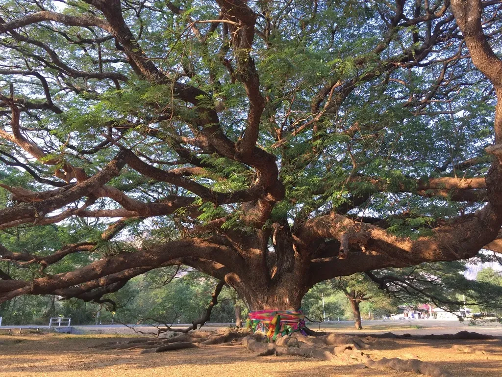 Family-friendly eco tour experience in Thailand