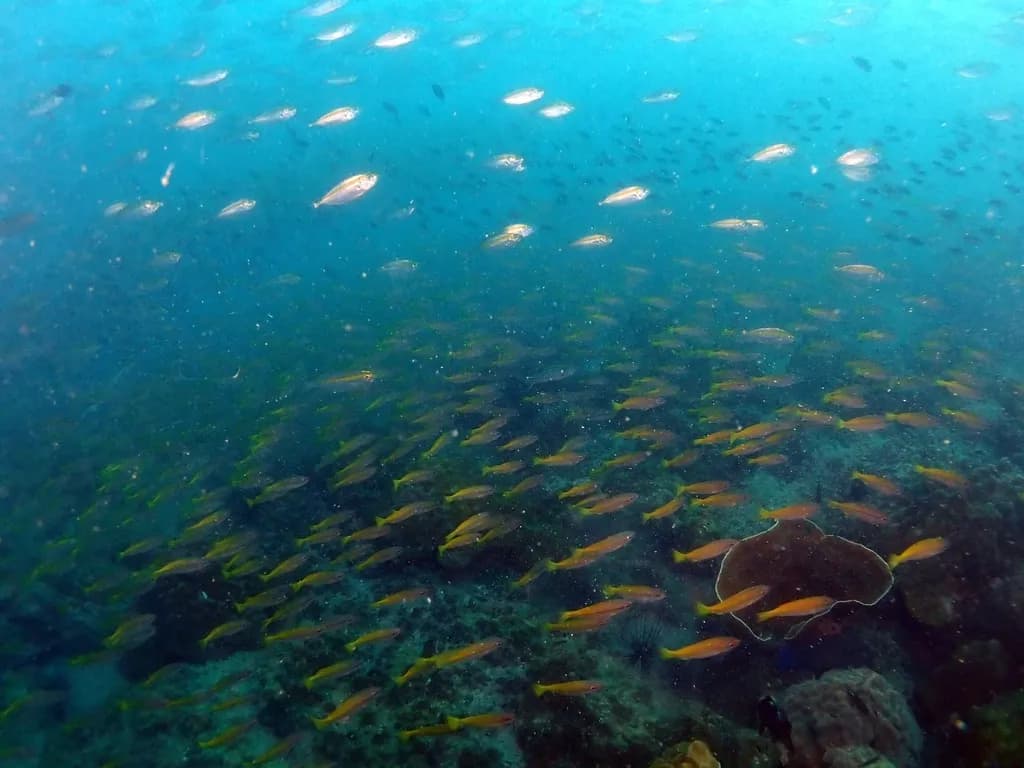 Scuba diving in Thailand
